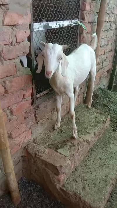 Male goats