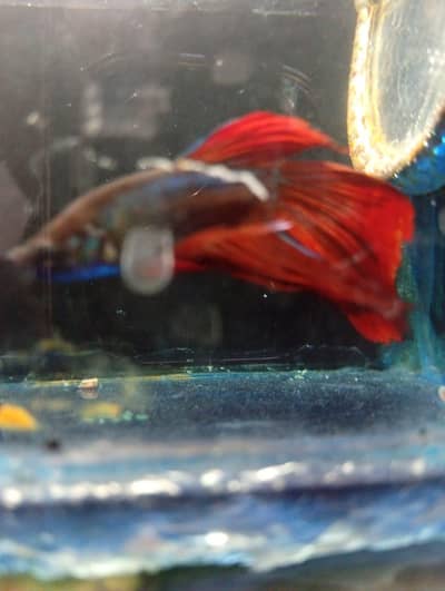 Betta breeder pair with free aquarium