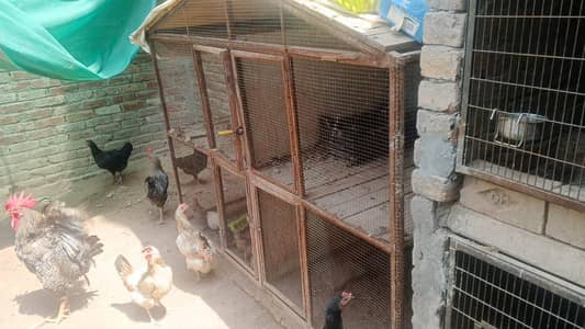 animal cages