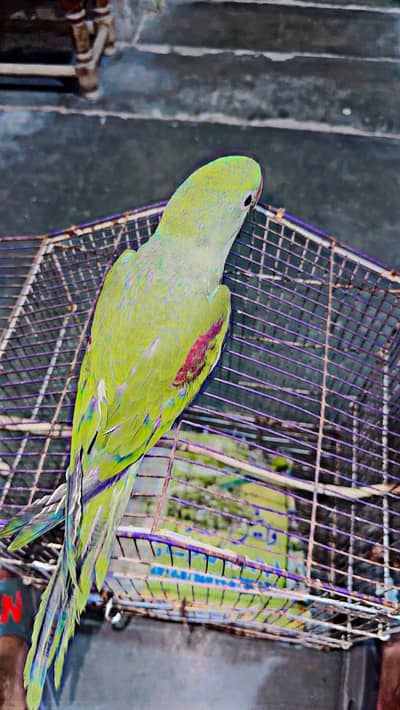 Kashmiri Raw Chick Male Parrot For Sale