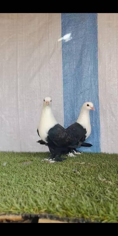 Karblai Kabootar Pair For Sale | Healthy & Active | VIP Quality