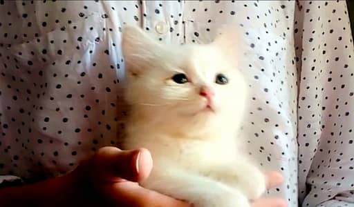 Persian kitten for sale (LOW PRICE)