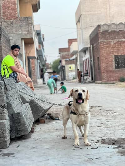 Amican labrador