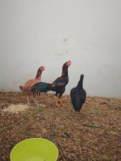 assel 1 male 2 female