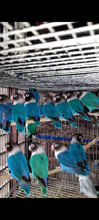 Lovebirds Pair Available