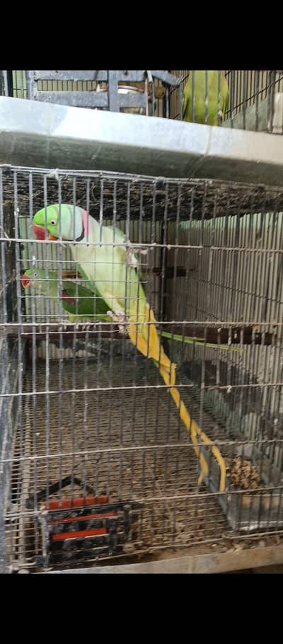Raw parrot talking+breeder pair