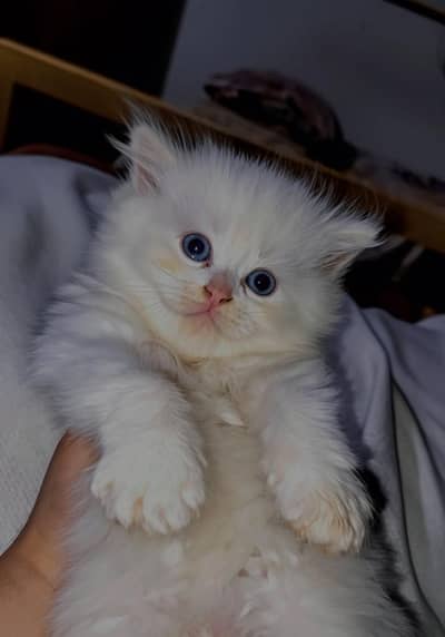 ​3 Triple-Coated Kittens (White & Grey) | 60 Days Old