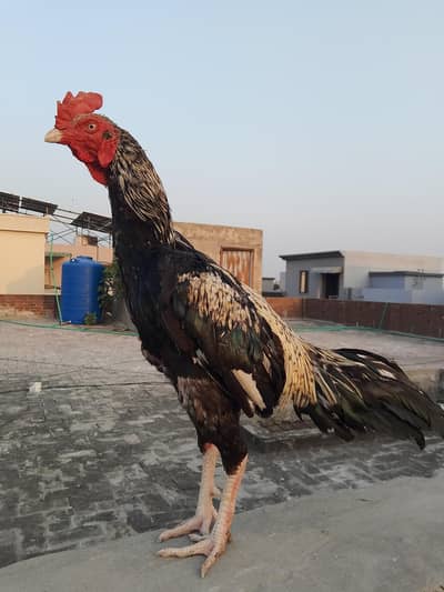 Aseel murga pure long height