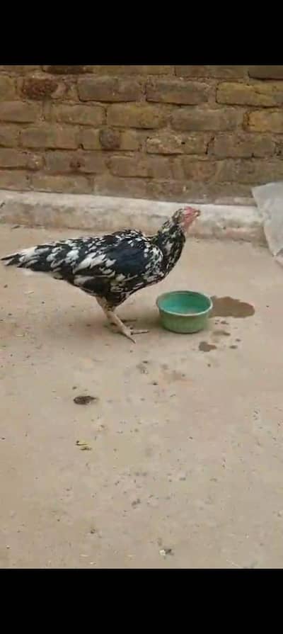 aseel murga jawa achi nasl quality 03275787216
