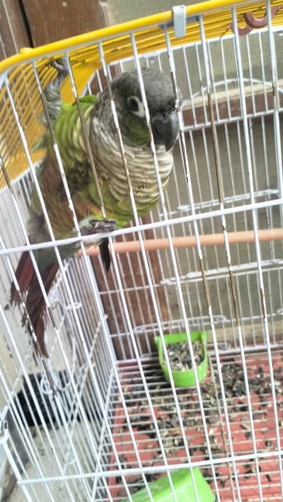 Green chick conure