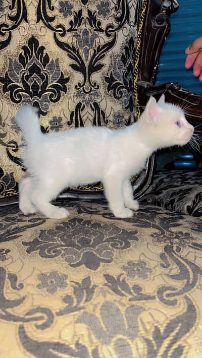 Russian kitten