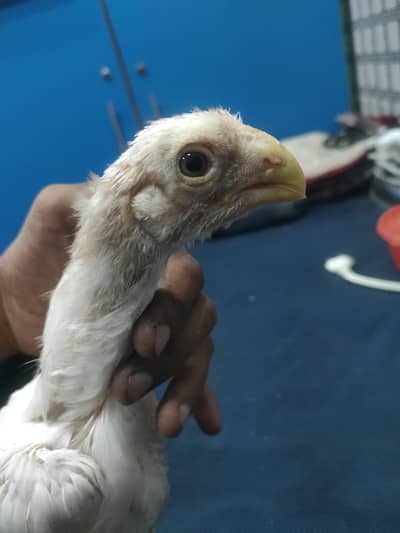 Top Quality Parrot beak long tail chick
