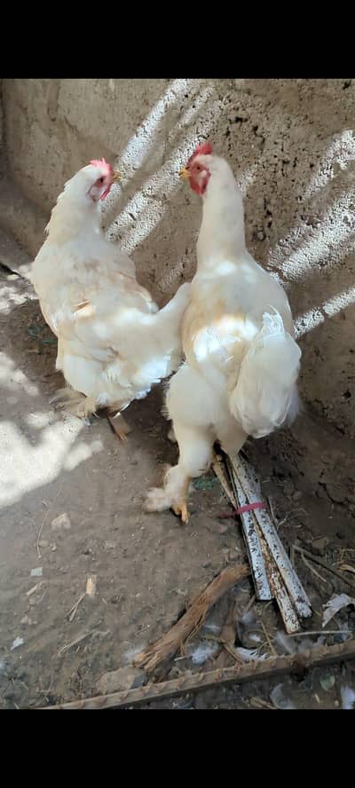 white buff pair ha