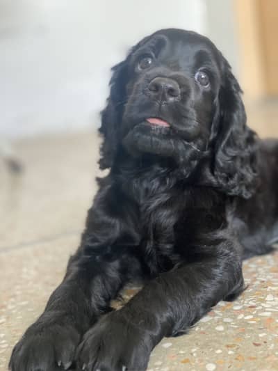 Cocker spaniel