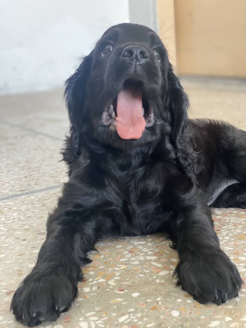 Cocker spaniel 1
