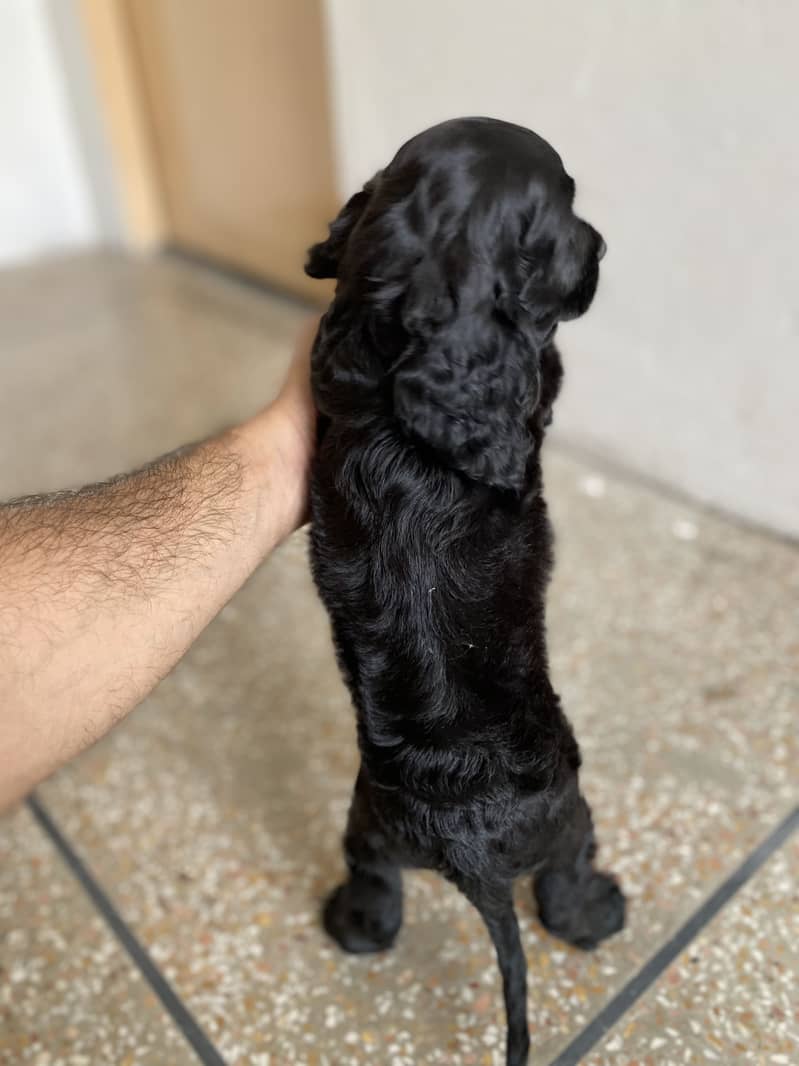 Cocker spaniel 2