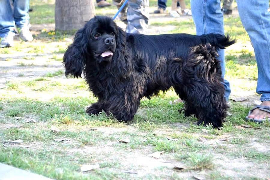 Cocker spaniel 3