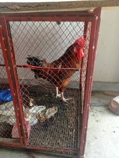 Hen male