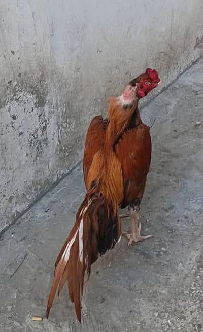 peela aseel