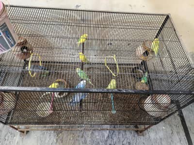 cage for Parrots large size