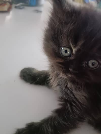 Persian Kitttens Well Trained