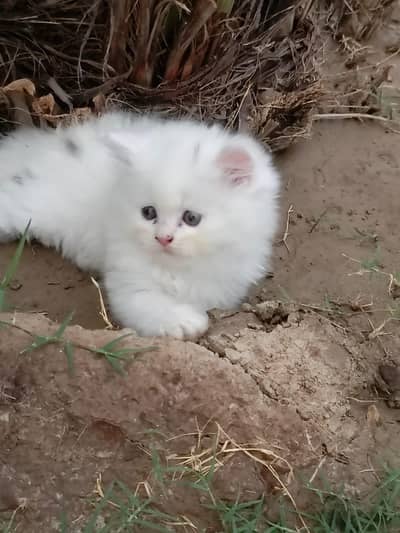 Persian Kitttens Well Trained