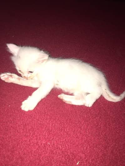 Persian cat male