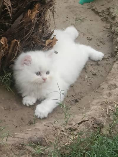 Persian Kitttens Well Trained