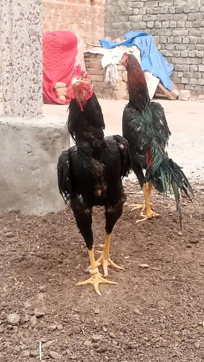 Young Lassani Male