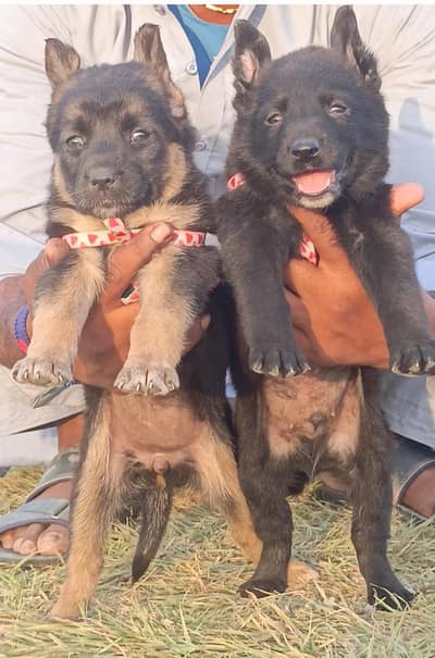 Black German shepherd | Puppy | GSD | Dog for sale | Long coat