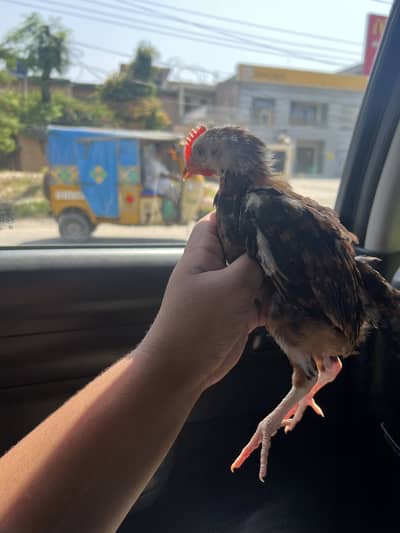 Desi Murgi or Murga pair for sale