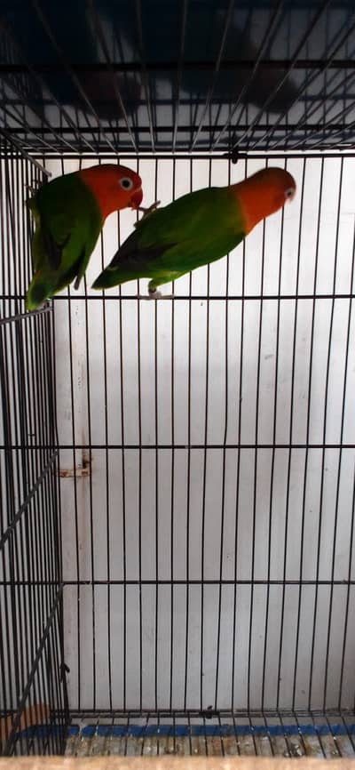 Healthy Pair of Green Opline Lovebirds for Sale