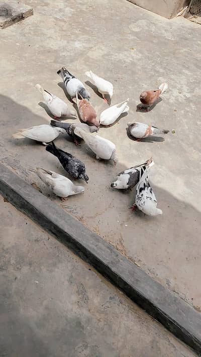 6 female 9 male