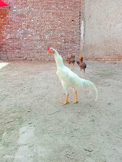 White Shamo Active and Good Health