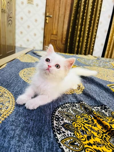 pure persian female kitten
