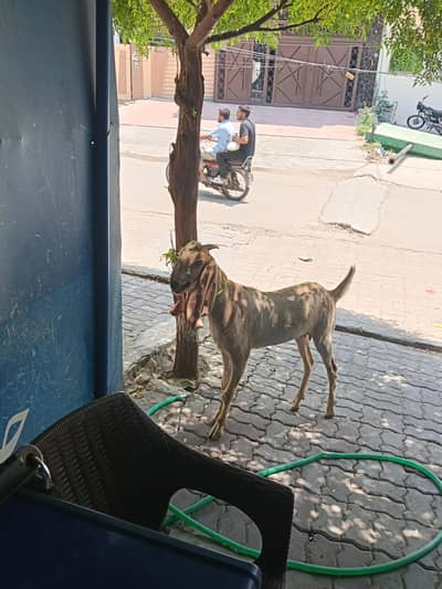 pure sialkoti breed