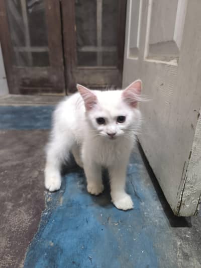 Persian kitten for sale
