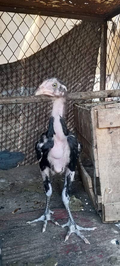 Aseel Thai original baby's age 3 months old