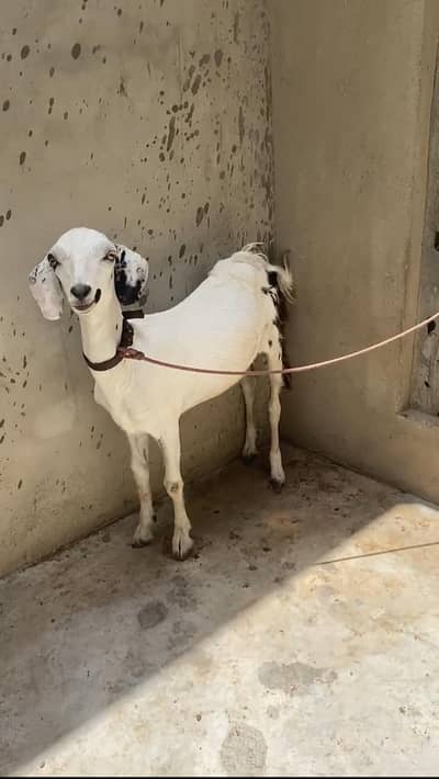 Teddy nasl ki bakri 11 month ka bakri location Karachi lyari