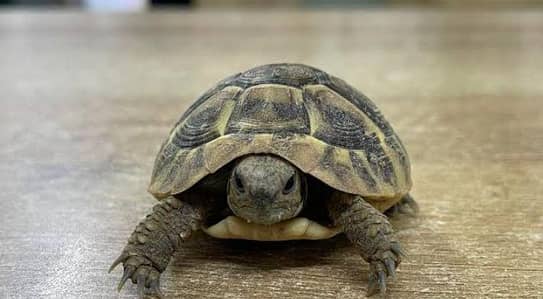 turtle 