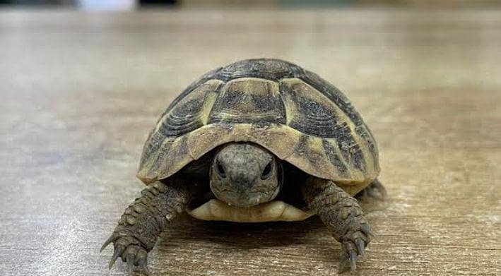 turtle  0