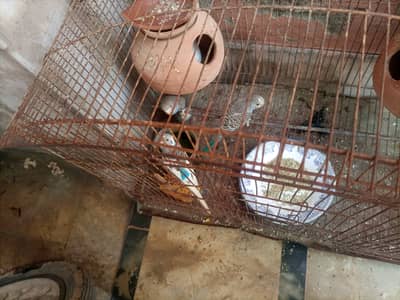 Parrots rs2000 blue spangle white and blue