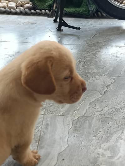 original Labrador puppies female