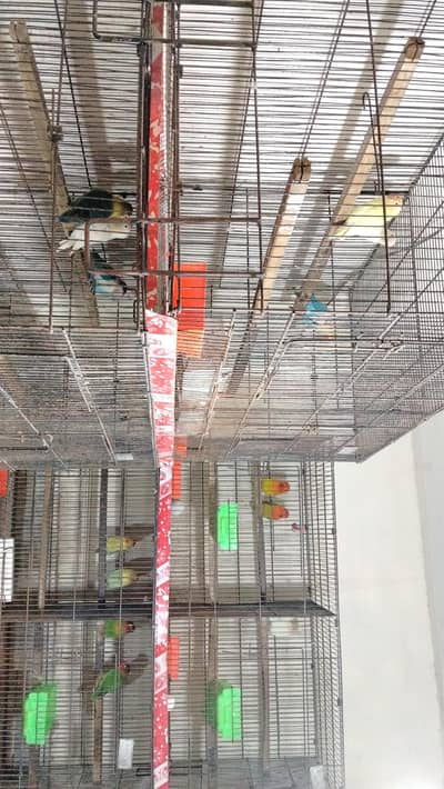 love birds with cage and boxes