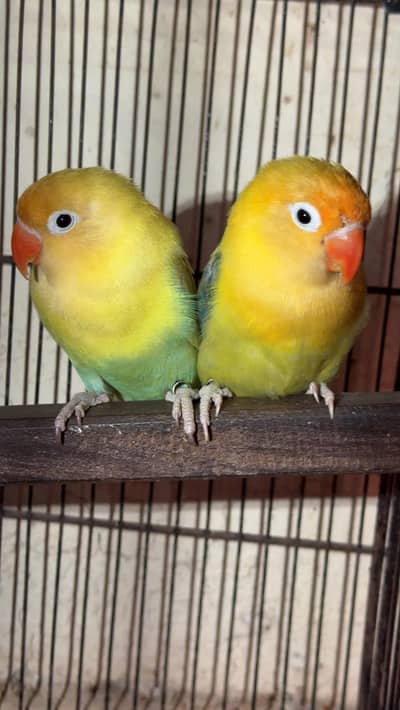 love birds with boxes