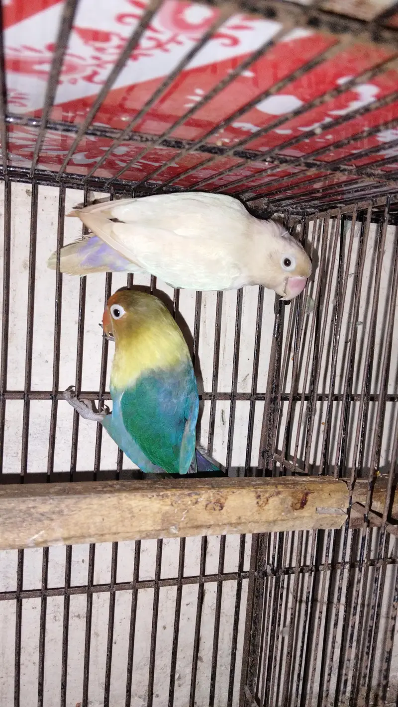 love birds with boxes — photo 2