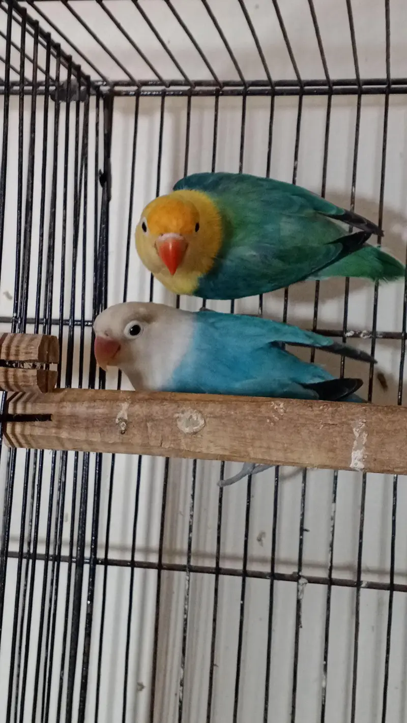 love birds with boxes — photo 3