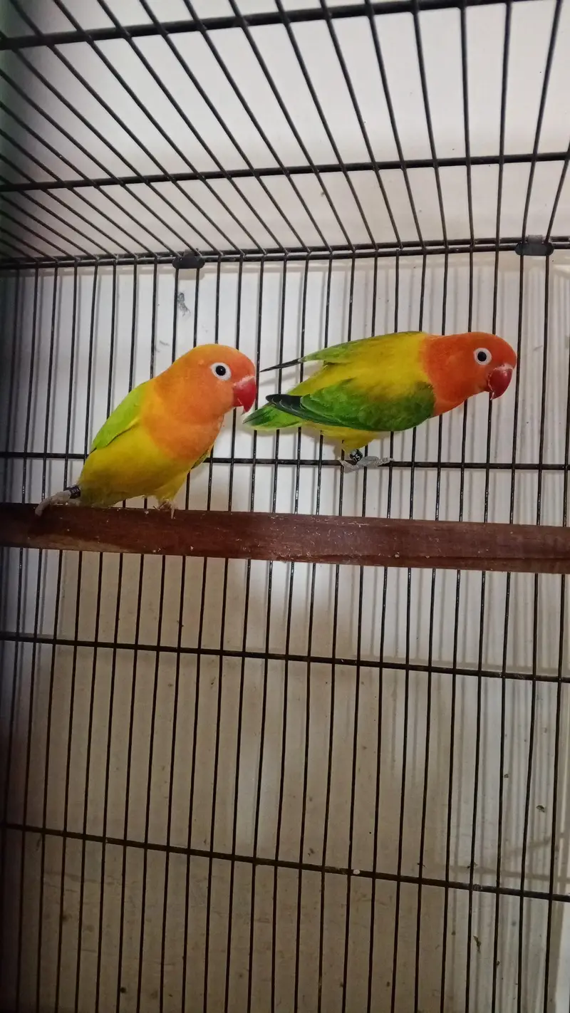 love birds with boxes — photo 4
