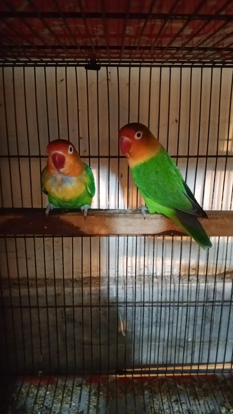 love birds with boxes — photo 5