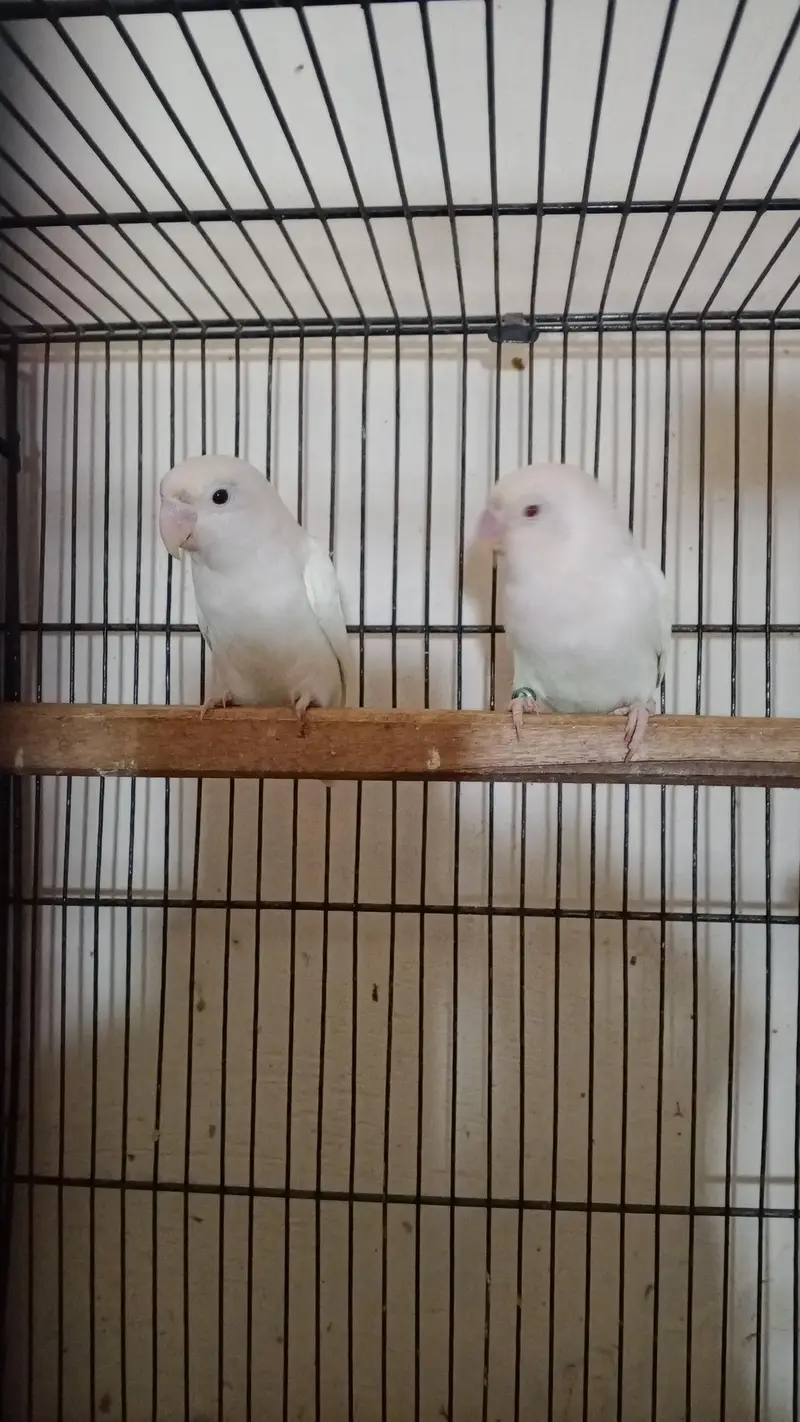 love birds with boxes — photo 6